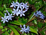 Blaustern (Scilla)