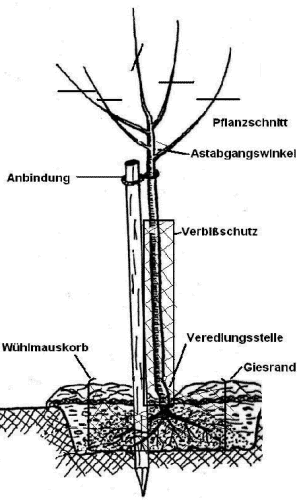 Pflanzung von Obstbaum-Hochstämmen