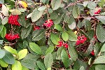 Cotoneaster